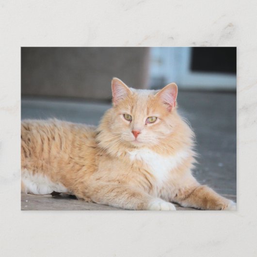 ラッフルズ ポストカード (正面)