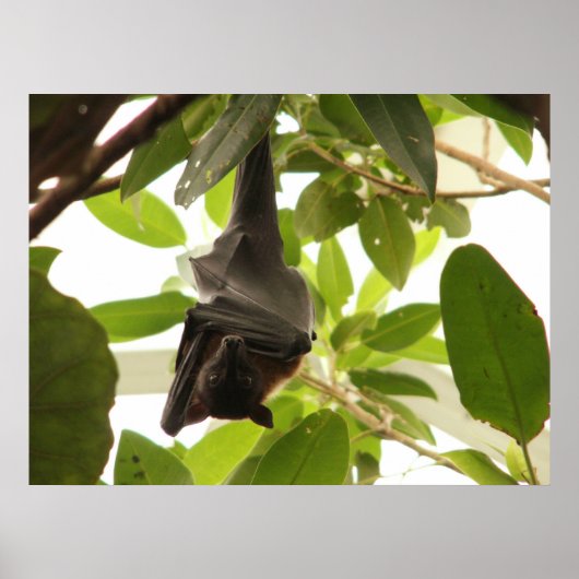 ラップアップフルーツこうもり ポスター (正面)