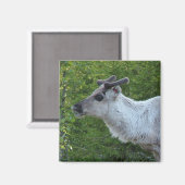 ラップランド磁石のトナカイ マグネット (正面/裏面)