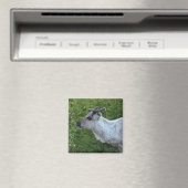 ラップランド磁石のトナカイ マグネット (インサイチュ (食洗機))