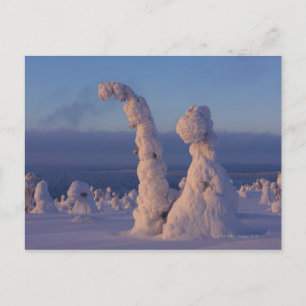 ラッランドの雪に覆われた木 ポストカード