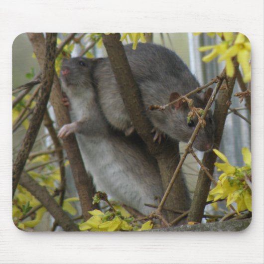 ラティクドルズマウスパッド マウスパッド (正面)