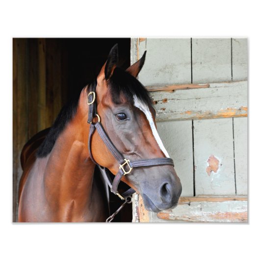 ラティゴトレイル フォトプリント            (正面)