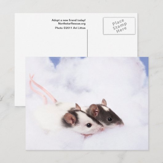 ラティハガキ ポストカード (正面/裏面)