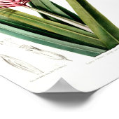 ラティランドラヴィンテージピンクボタニカルフローレダメリク ポスター (角)