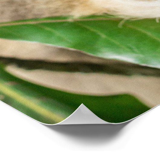 ラテポスター ポスター (角)