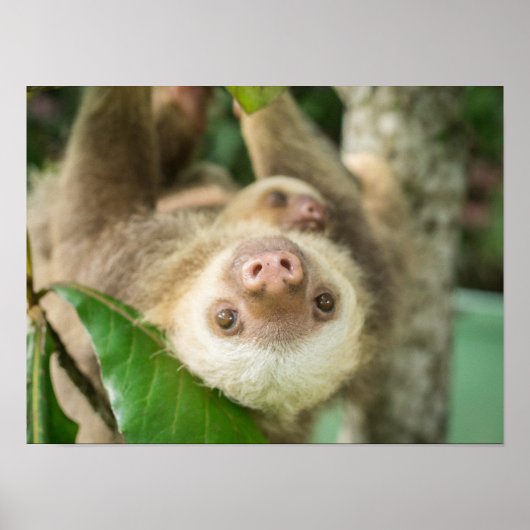 ラテポスター ポスター (正面)