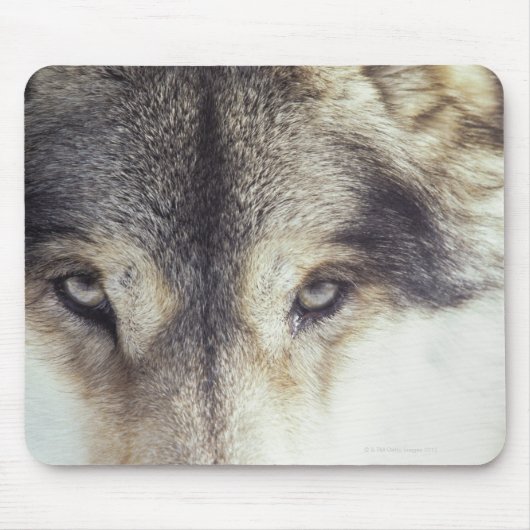 ラテン名: Canis Lupus マウスパッド (正面)