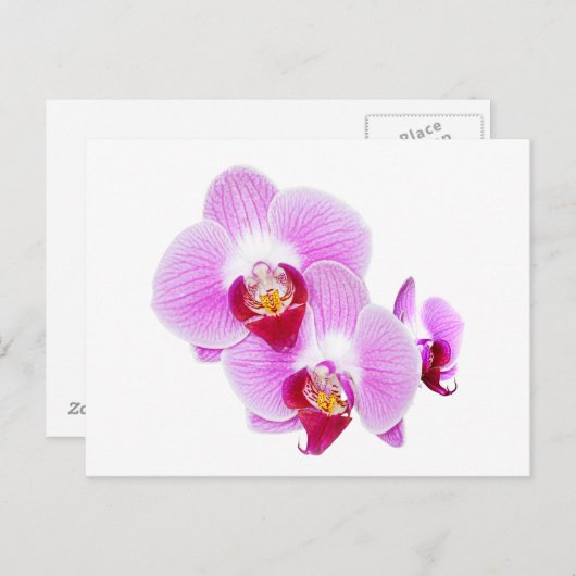 ラディアントオーキッドクローズアップ写真 ポストカード (正面/裏面)