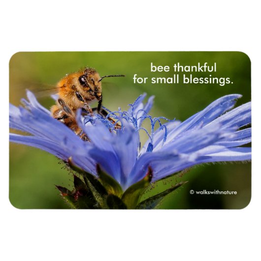 ラディッキオの花の花のミツバチ マグネット (横)