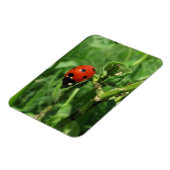 ラディバグとアピッド マグネット (左側)