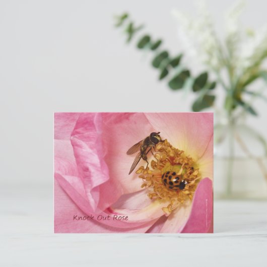 ラディバグとフライがノックアウトバラ ポストカード (スタンド正面)