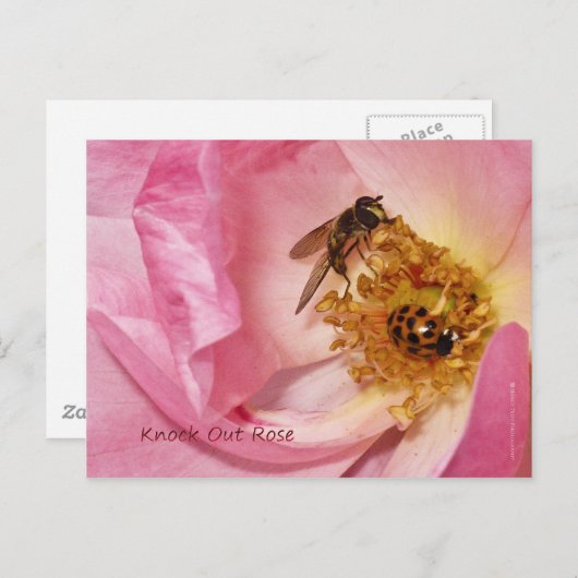ラディバグとフライがノックアウトバラ ポストカード (正面/裏面)