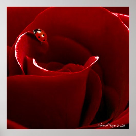 ラディバグのラブポスター ポスター (正面)