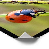 ラディバグの写真 ポスター (角)