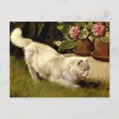 ラディバグを見る白いペルシャ猫 ポストカード (正面)