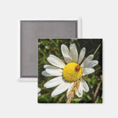 ラディバグオンデイジー マグネット (正面/裏面)