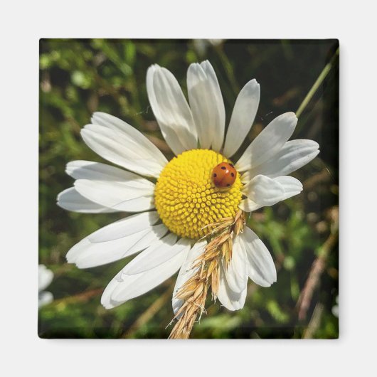 ラディバグオンデイジー マグネット (正面)