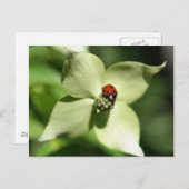 ラディバグオンドッグウッドフラワー自然はがき ポストカード (正面/裏面)