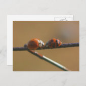 ラディバグフレンド自然写真はがき ポストカード (正面/裏面)