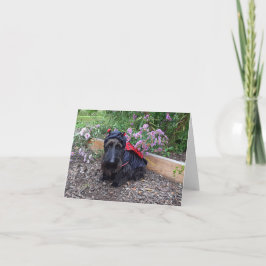 ラディバグベビー カード