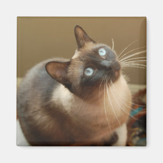 ラディバグ磁石 マグネット