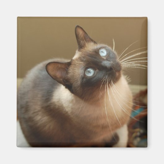 ラディバグ磁石 マグネット (正面)