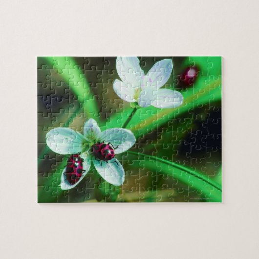 ラディバグ ジグソーパズル (横)