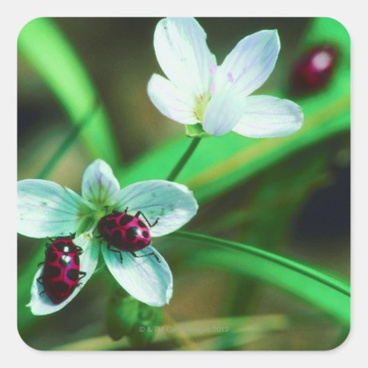 ラディバグ スクエアシール (正面)