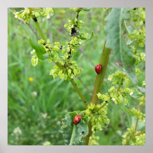 ラディバグ ポスター (正面)