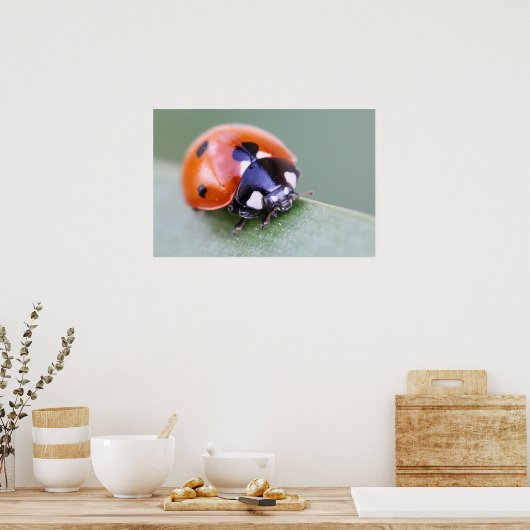 ラディバグ ポスター (キッチン)