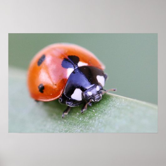 ラディバグ ポスター (正面)