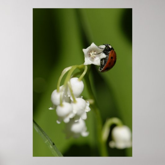 ラディバグ ポスター (正面)