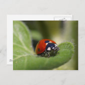 ラディバグ ポストカード (正面/裏面)