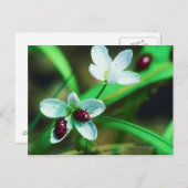 ラディバグ ポストカード (正面/裏面)