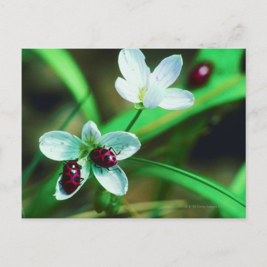 ラディバグ ポストカード (正面)