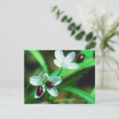 ラディバグ ポストカード (スタンド正面)