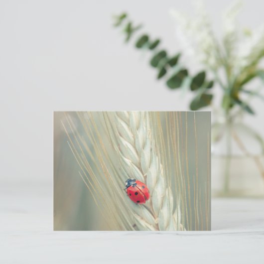 ラディバグ ポストカード (スタンド正面)