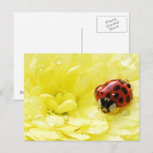 ラディバグ ポストカード (正面/裏面)