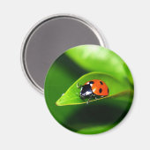 ラディバグ マグネット (正面/裏面)