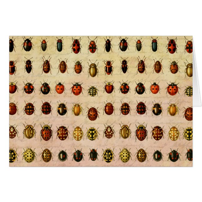 ラディバグLadybirdカブトムシ虫バグ (正面横)