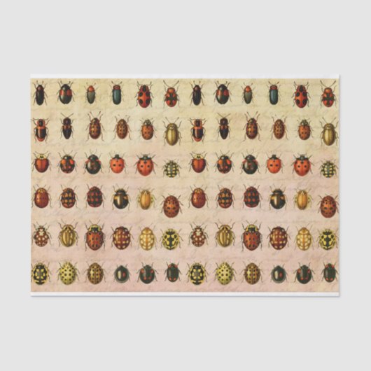 ラディバグLadybirdカブトムシ虫バグ 薄葉紙 (正面)