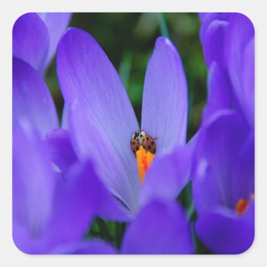 ラディバードのシール スクエアシール (正面)