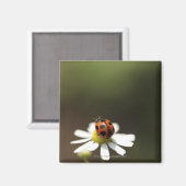 ラディバードオンカモミール花 マグネット (正面/裏面)