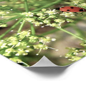 ラディバード[アートプリント] ポスター (角)