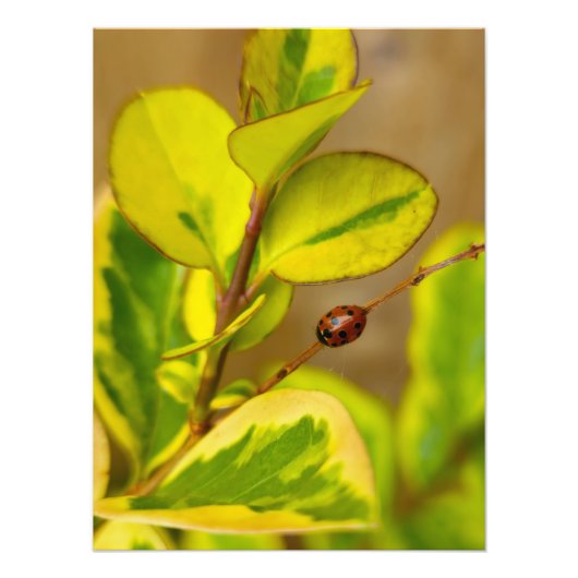 ラディバード フォトプリント            (正面)