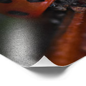 ラディバード フォトプリント            (角)