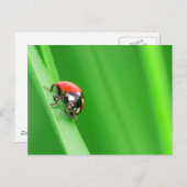 ラディバード ポストカード (正面/裏面)