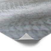 ラディ・アビシニアン猫 ポスター (角)