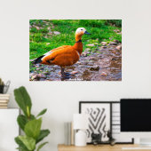 ラディ・ダック ポスター (ホームオフィス)